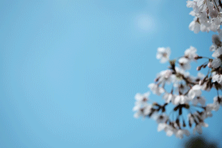 揺れる桜：連写