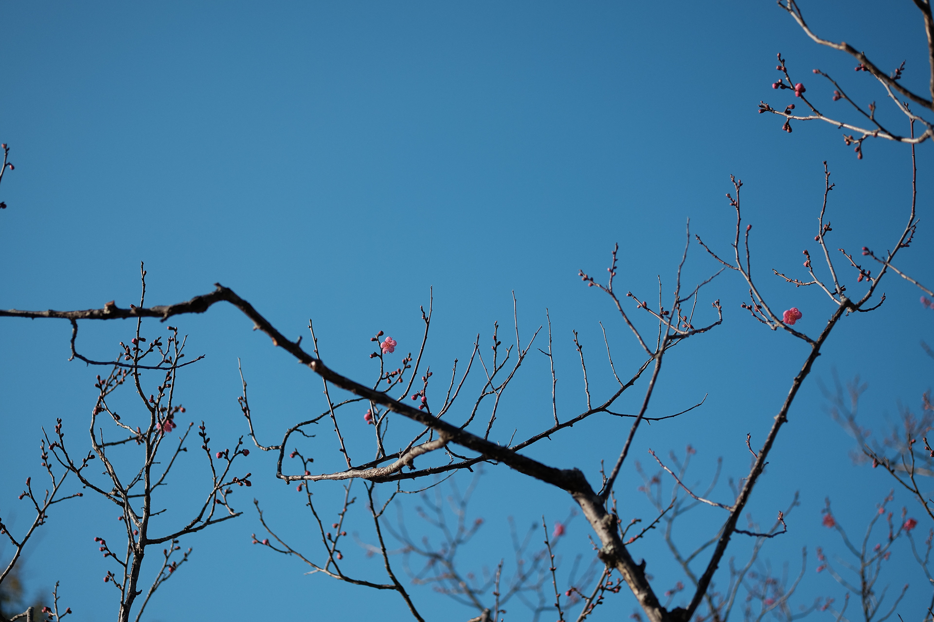 1月2日、高いところで咲いている梅の花