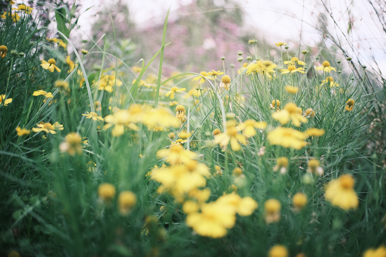 オールドレンズ、フィルムで撮ったような雰囲気のお花畑