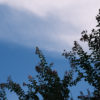 サルスベリと秋の空